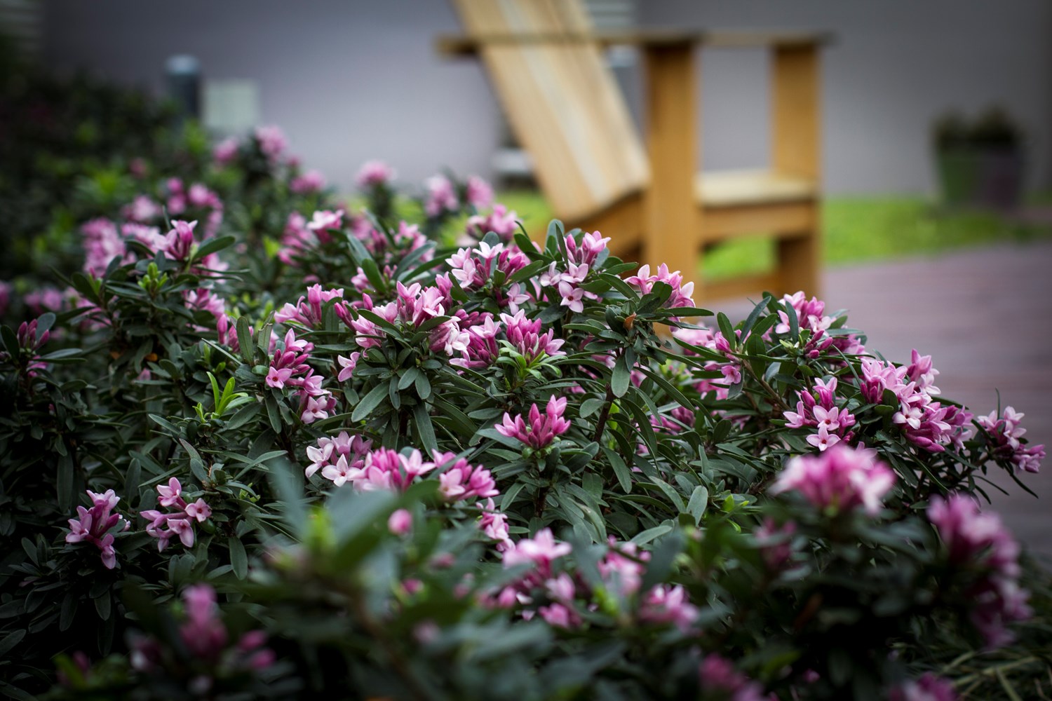 8 loại c&acirc;y nở hoa thơm ng&aacute;t suốt m&ugrave;a h&egrave;, n&ecirc;n trồng ngay trong nh&agrave;- Ảnh 7.