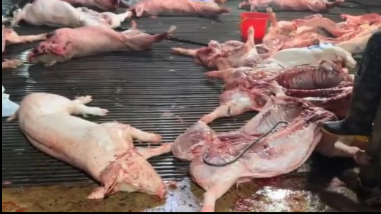 Vụ heo bệnh v&agrave;o trường học: C&ocirc;ng ty CP Dịch vụ suất ăn C&ocirc;ng nghiệp H&agrave; Nội n&oacute;i m&igrave;nh l&agrave; "nạn nh&acirc;n"- Ảnh 1.