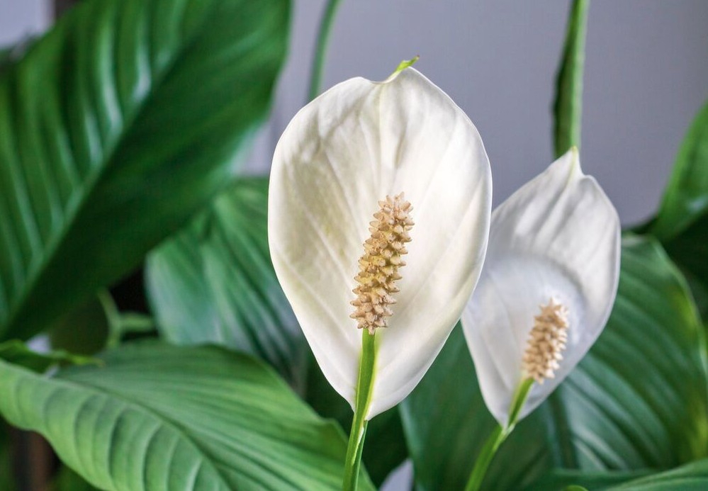 5 c&acirc;y ra hoa l&agrave; gia chủ "c&oacute; lộc", tiền bạc rủng rỉnh, vận may t&igrave;m đến tận cửa- Ảnh 2.