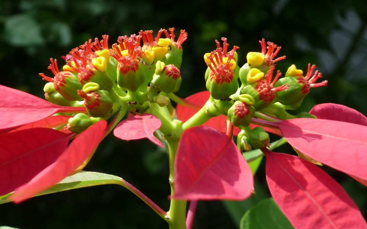 5 c&acirc;y ra hoa l&agrave; gia chủ "c&oacute; lộc", tiền bạc rủng rỉnh, vận may t&igrave;m đến tận cửa- Ảnh 5.