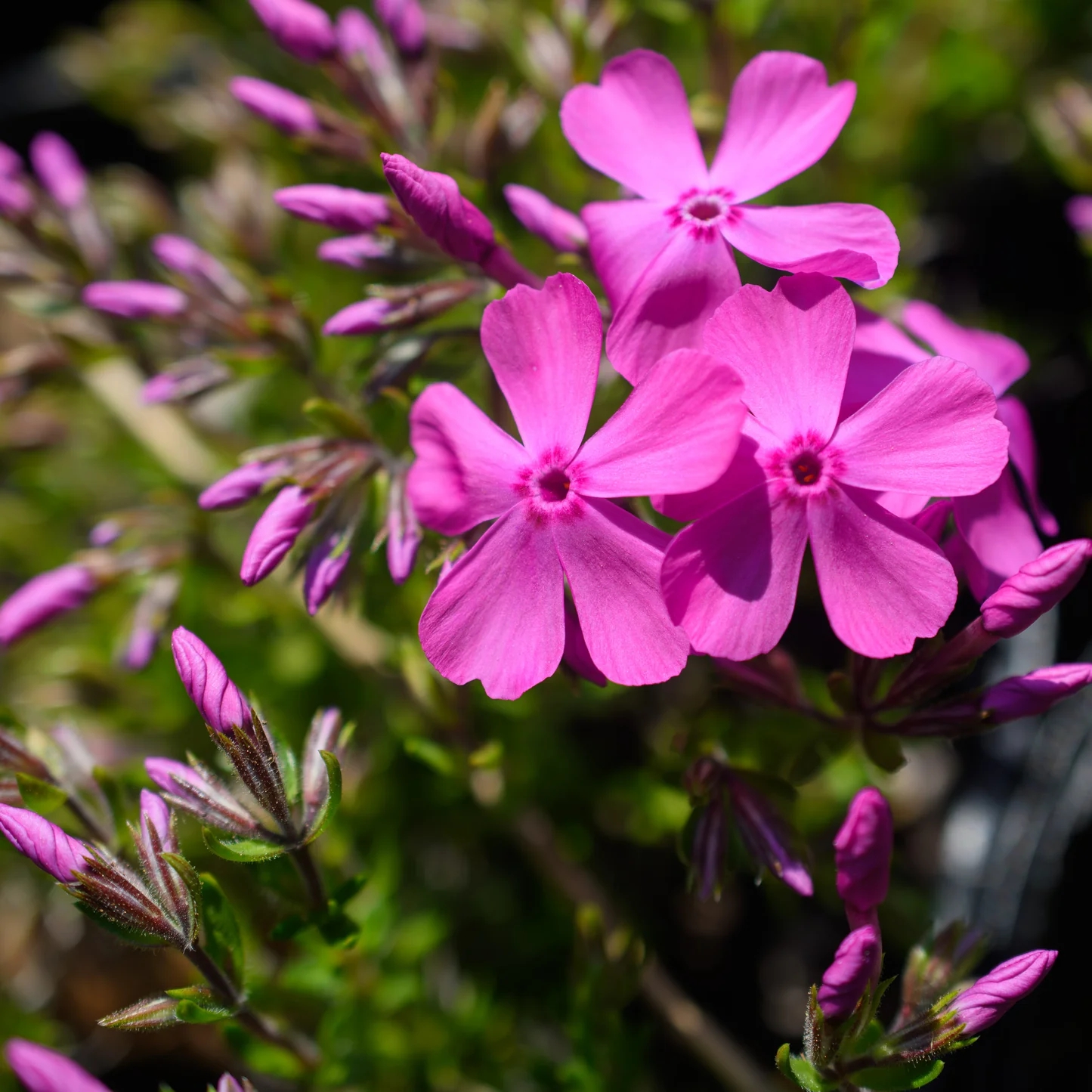 8 loại c&acirc;y nở hoa thơm ng&aacute;t suốt m&ugrave;a h&egrave;, n&ecirc;n trồng ngay trong nh&agrave;- Ảnh 5.