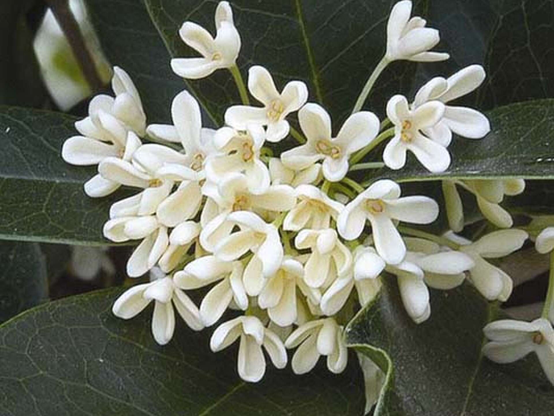 8 loại c&acirc;y nở hoa thơm ng&aacute;t suốt m&ugrave;a h&egrave;, n&ecirc;n trồng ngay trong nh&agrave;- Ảnh 2.