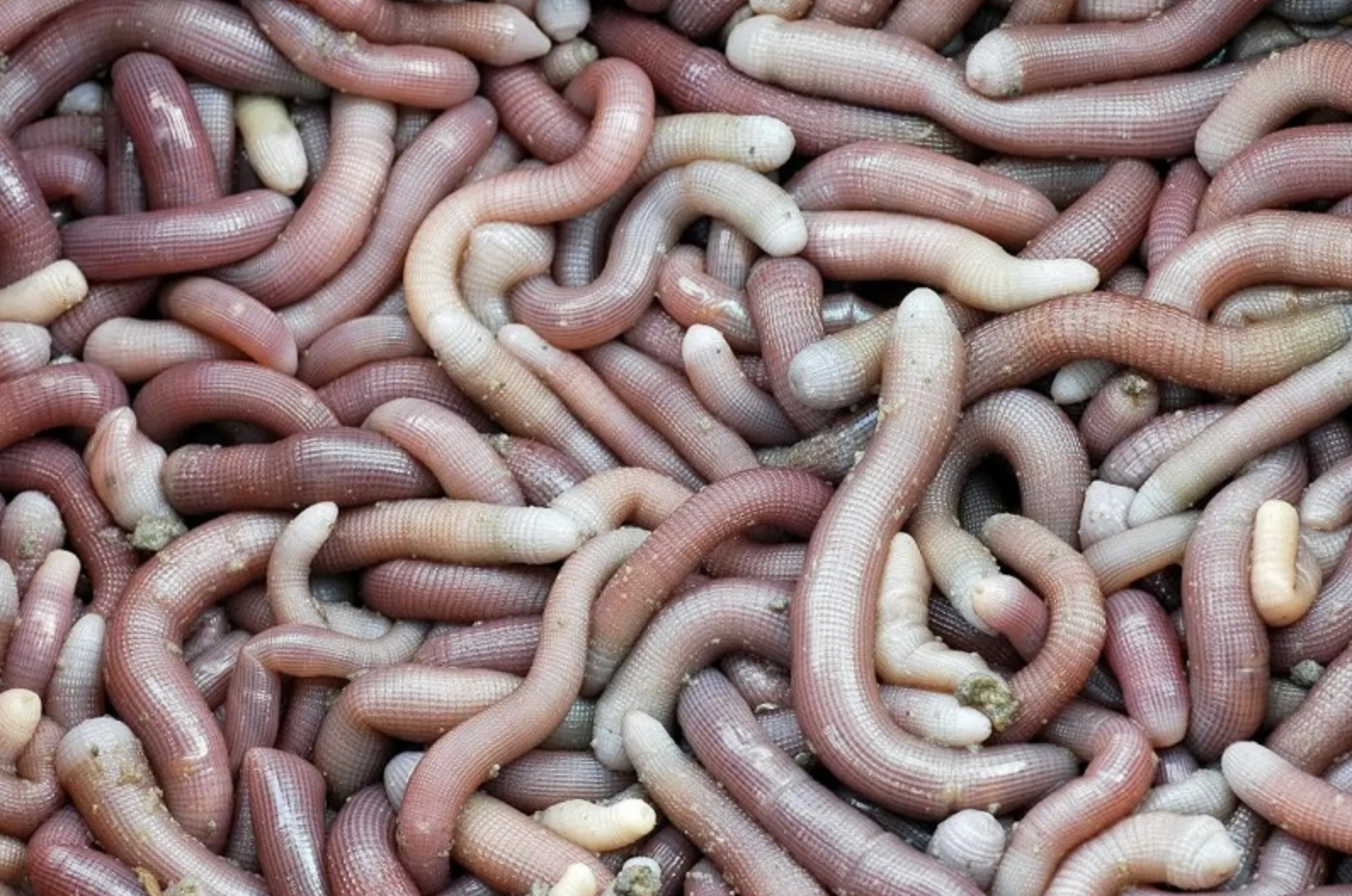 L&ugrave;ng sục &ldquo;v&agrave;ng r&ograve;ng&rdquo; dưới b&ugrave;n ở Quảng Ninh c&oacute; gi&aacute; 6 triệu/kg được d&acirc;n địa phương gọi l&agrave; &ldquo;vị thần&rdquo; của c&aacute;c m&oacute;n nước- Ảnh 1.