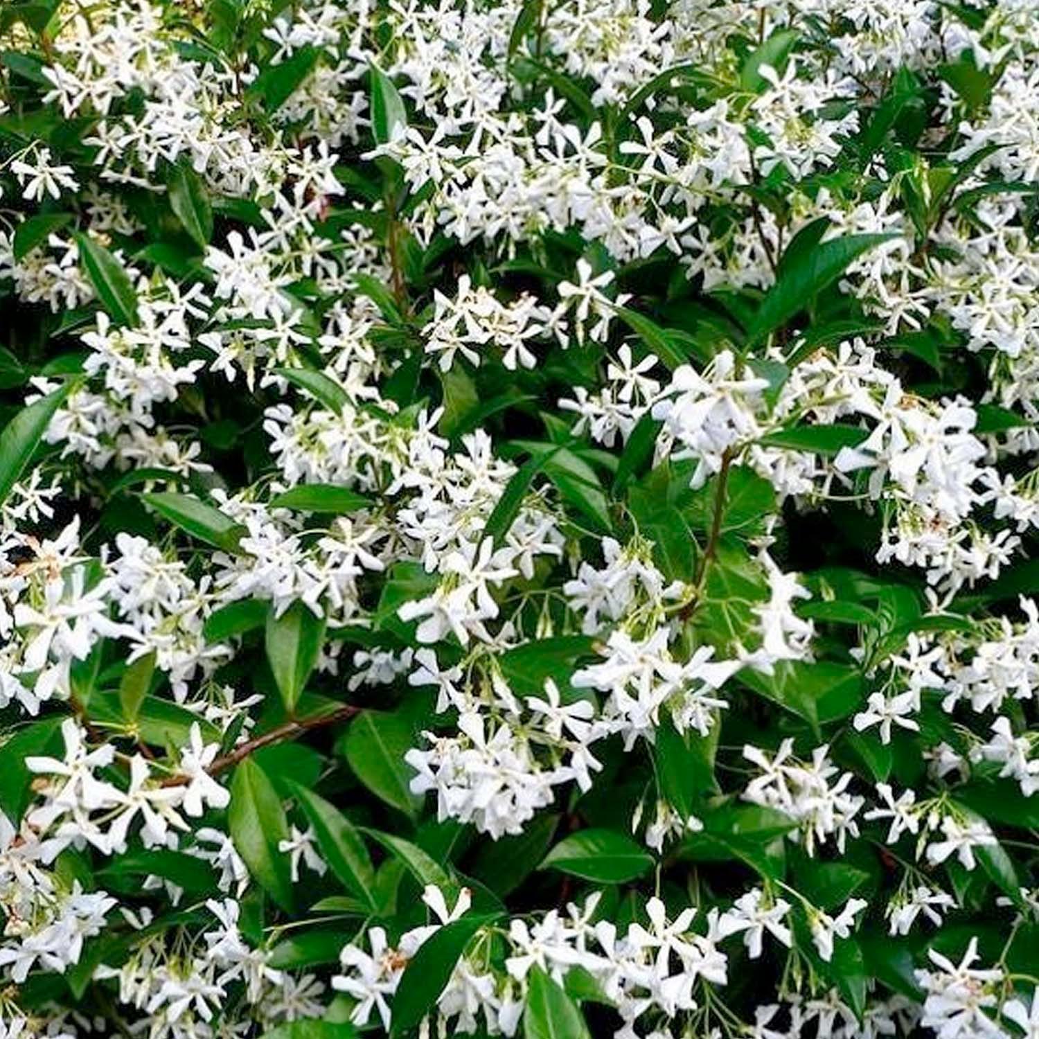 8 loại c&acirc;y nở hoa thơm ng&aacute;t suốt m&ugrave;a h&egrave;, n&ecirc;n trồng ngay trong nh&agrave;- Ảnh 4.