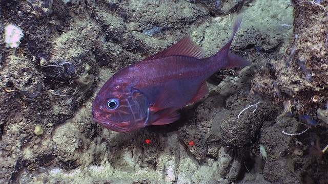 Những loại c&aacute; c&oacute; nguy cơ chứa nhiều kim loại nặng cao, trẻ nhỏ n&ecirc;n hạn chế ăn- Ảnh 1.