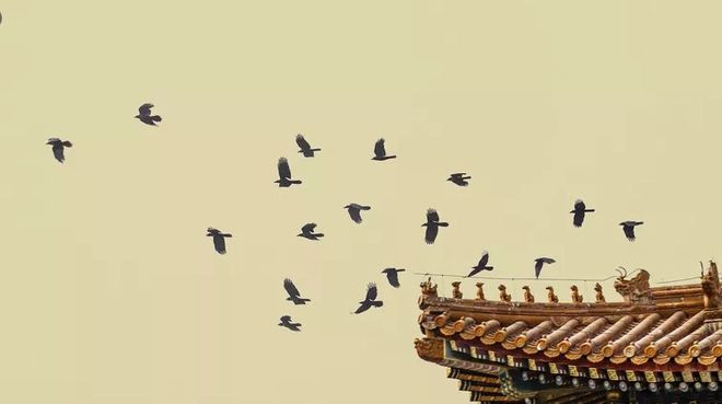 Cứ đ&ecirc;m đến quạ đen k&eacute;o k&iacute;n trời ở Tử Cấm Th&agrave;nh, sự thật khiến ai cũng rợn người - Ảnh 4.