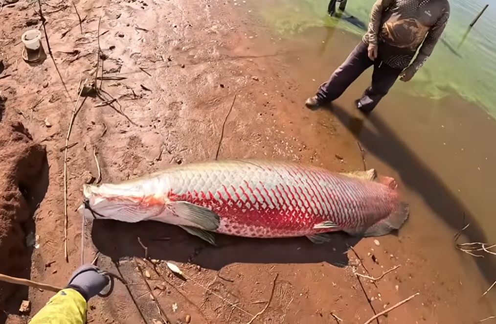 Ngư d&acirc;n c&acirc;u được con c&aacute; khổng lồ nặng 160 kg tr&ecirc;n s&ocirc;ng - Ảnh 1.