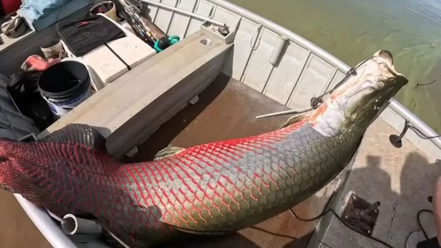 Ngư d&acirc;n c&acirc;u được con c&aacute; khổng lồ nặng 160 kg tr&ecirc;n s&ocirc;ng - Ảnh 2.