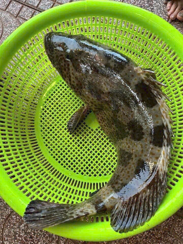 Những loại c&aacute; c&oacute; nguy cơ chứa nhiều kim loại nặng cao, trẻ nhỏ n&ecirc;n hạn chế ăn- Ảnh 3.