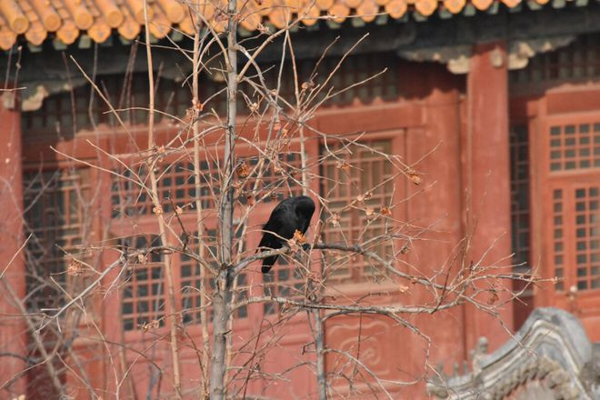 Cứ đ&ecirc;m đến quạ đen k&eacute;o k&iacute;n trời ở Tử Cấm Th&agrave;nh, sự thật khiến ai cũng rợn người - Ảnh 5.