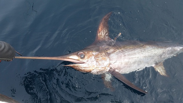 Những loại c&aacute; c&oacute; nguy cơ chứa nhiều kim loại nặng cao, trẻ nhỏ n&ecirc;n hạn chế ăn- Ảnh 6.