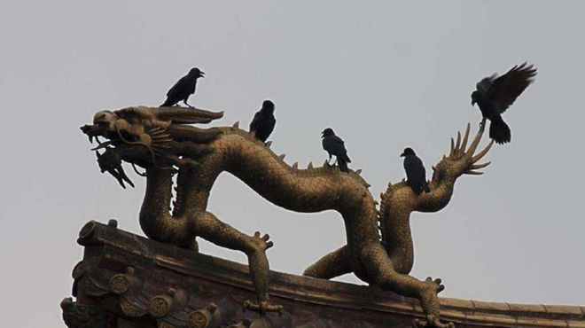 Cứ đ&ecirc;m đến quạ đen k&eacute;o k&iacute;n trời ở Tử Cấm Th&agrave;nh, sự thật khiến ai cũng rợn người - Ảnh 3.