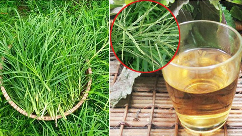 "Nước m&aacute;t tự nhi&ecirc;n" gi&uacute;p thanh nhiệt, lợi tiểu từ loại cỏ mọc dại ven đường - Ảnh 1.