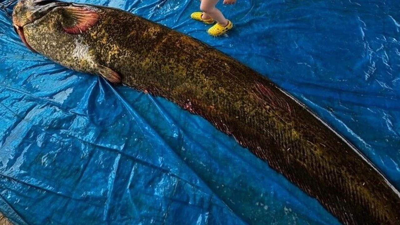 Ngư d&acirc;n bắt được con c&aacute; tr&ecirc; khổng lồ nặng 114kg, d&agrave;i 2,15 m&eacute;t - Ảnh 1.