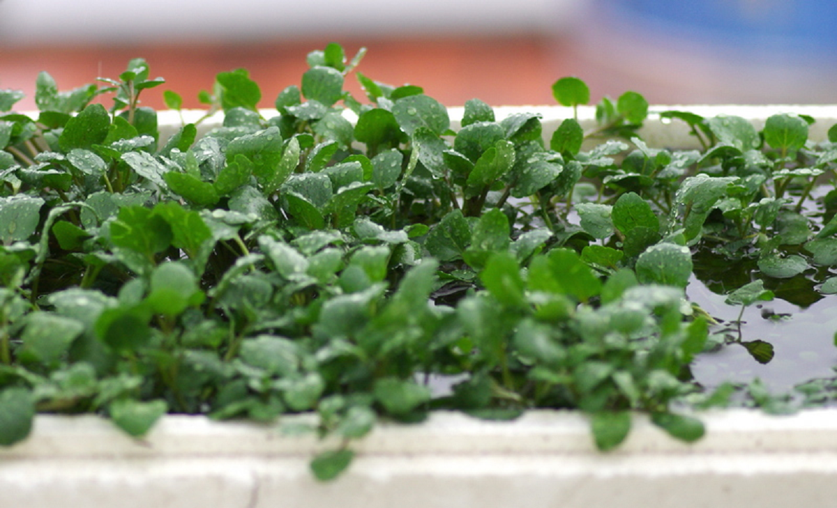 Loại rau nhiều người Việt "n&eacute;" nhưng Mỹ ca ngợi thuộc top tốt "bậc nhất thế giới" - Ảnh 2.