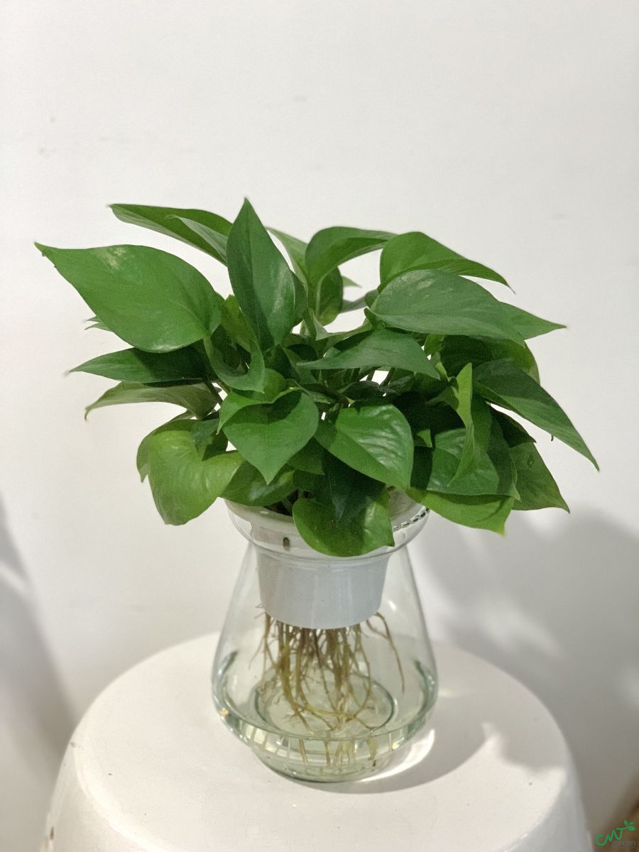 4 niềm vui, 3 nỗi sợ khi trồng trầu b&agrave; trong nh&agrave;- Ảnh 2.