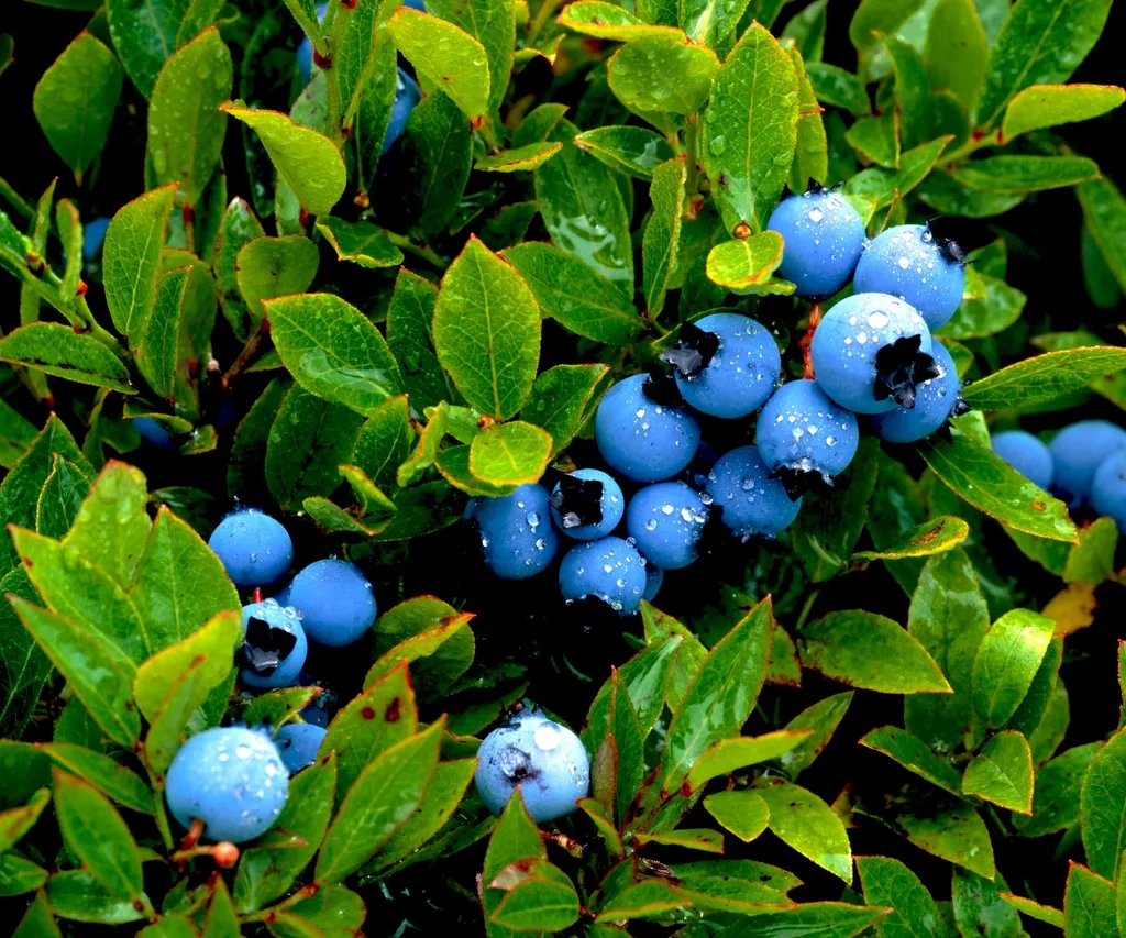 4 loại c&acirc;y n&ecirc;n trồng trong vườn: C&oacute; 1 cũng tốt đủ đường- Ảnh 3.