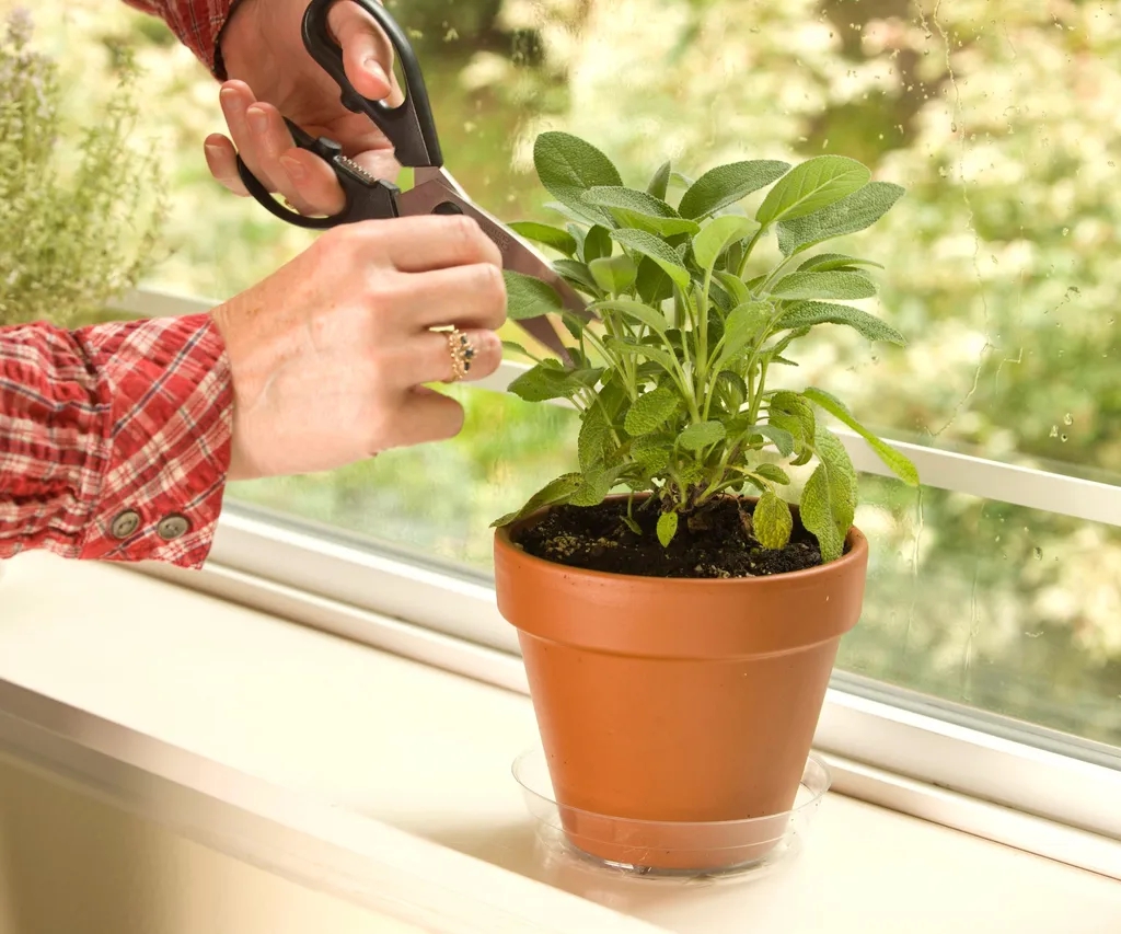 4 loại c&acirc;y n&ecirc;n trồng trong vườn: C&oacute; 1 cũng tốt đủ đường- Ảnh 2.