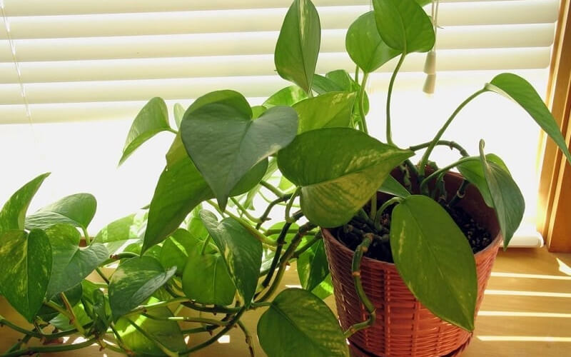 4 niềm vui, 3 nỗi sợ khi trồng trầu b&agrave; trong nh&agrave;- Ảnh 1.