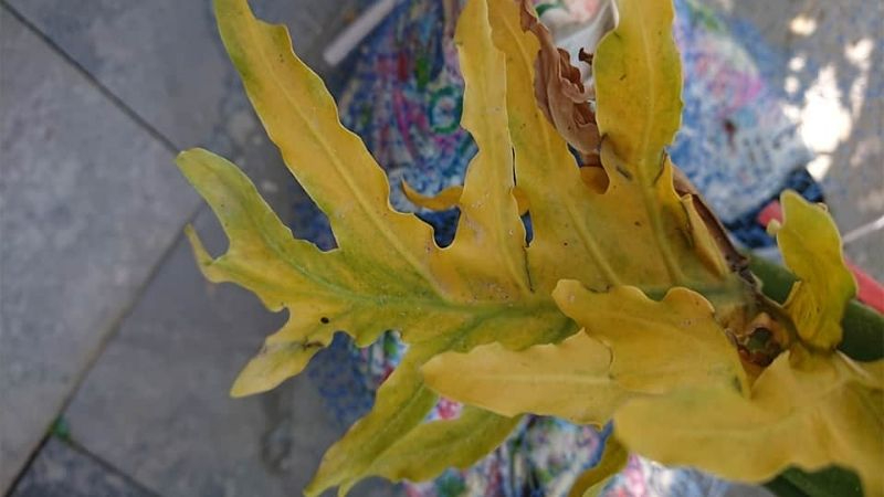 4 niềm vui, 3 nỗi sợ khi trồng trầu b&agrave; trong nh&agrave;- Ảnh 3.