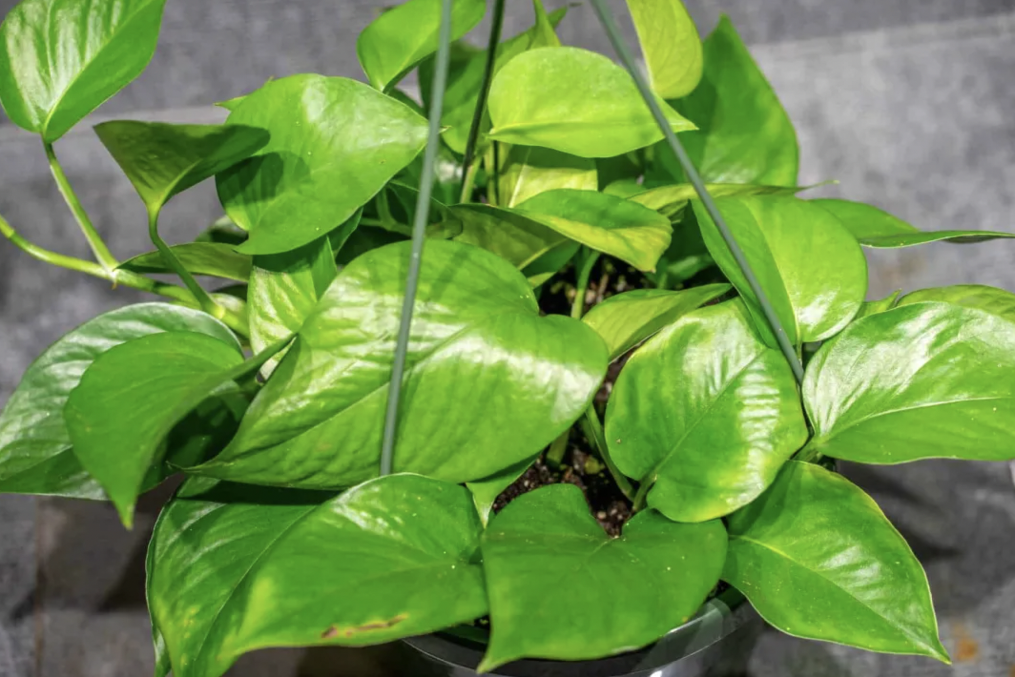 3 điều cần l&agrave;m với c&acirc;y trầu b&agrave; ngay b&acirc;y giờ- Ảnh 3.