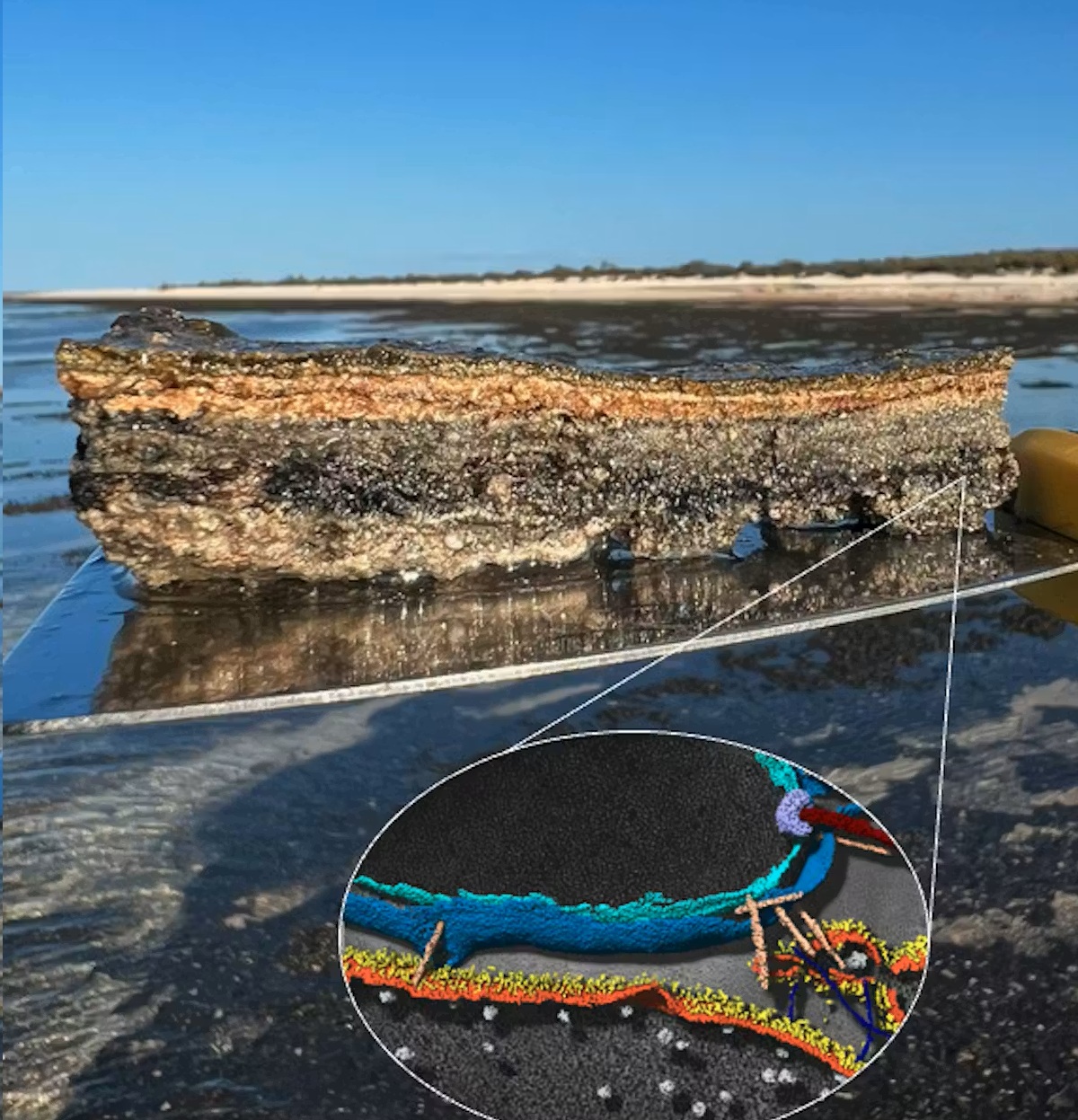 "Tổ ti&ecirc;n vĩ đại&rdquo; của ch&uacute;ng ta được h&eacute; lộ ở vịnh C&aacute; Mập - Ảnh 1.