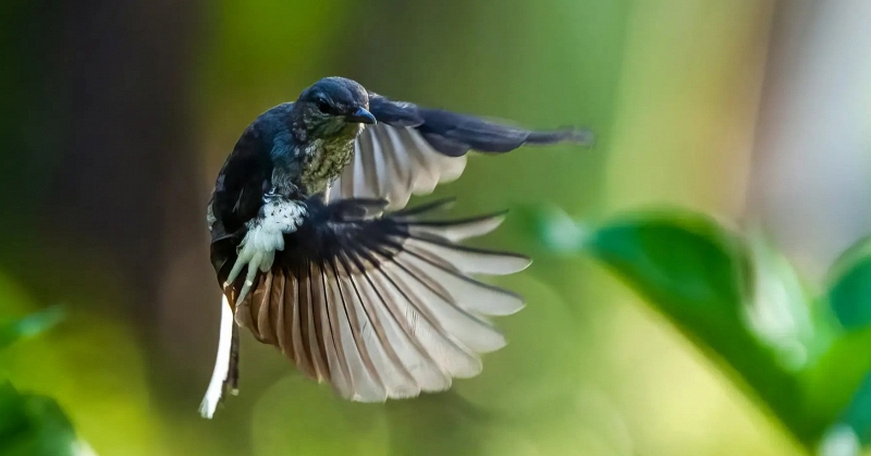 Hiện tượng lạ: H&agrave;ng ng&agrave;n chim hoang d&atilde; &ugrave;n &ugrave;n k&eacute;o về, che k&iacute;n bầu trời Vườn Quốc gia sau 20 năm - Ảnh 2.