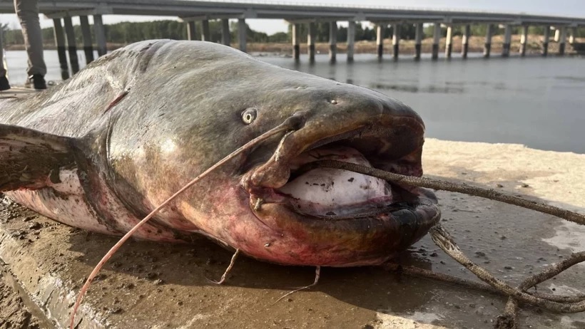 Ngư d&acirc;n c&acirc;u được con c&aacute; tr&ecirc; khổng lồ nặng 100kg tr&ecirc;n s&ocirc;ng- Ảnh 1.