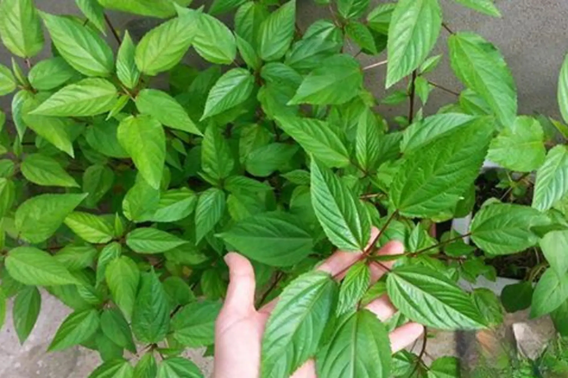 6 loại rau "dễ t&iacute;nh" nhất, n&ecirc;n trồng ngay- Ảnh 5.