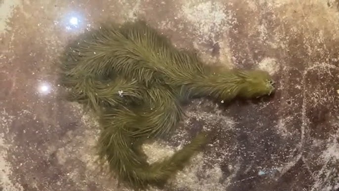 Lộ clip sinh vật lạ phủ k&iacute;n "l&ocirc;ng" xanh r&ecirc;u bơi mềm như dải lụa dưới nước, chuy&ecirc;n gia lập tức kiểm tra - Ảnh 1.