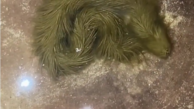 Lộ clip sinh vật lạ phủ k&iacute;n "l&ocirc;ng" xanh r&ecirc;u bơi mềm như dải lụa dưới nước, chuy&ecirc;n gia lập tức kiểm tra - Ảnh 2.