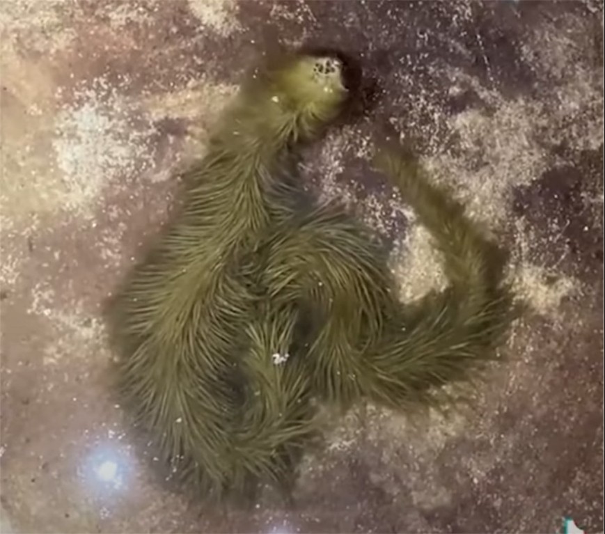 Lộ clip sinh vật lạ phủ k&iacute;n "l&ocirc;ng" xanh r&ecirc;u bơi mềm như dải lụa dưới nước, chuy&ecirc;n gia lập tức kiểm tra - Ảnh 3.