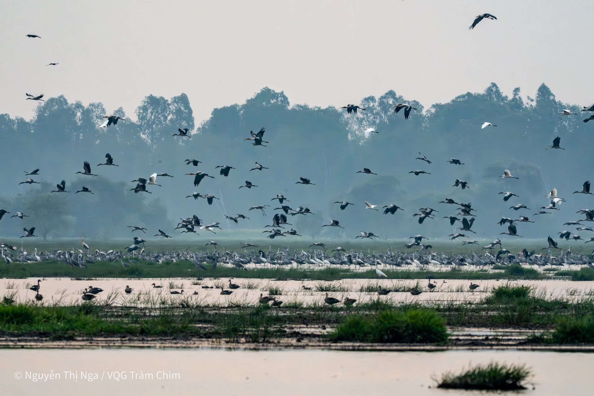 Hiện tượng lạ: H&agrave;ng ng&agrave;n chim hoang d&atilde; &ugrave;n &ugrave;n k&eacute;o về, che k&iacute;n bầu trời Vườn Quốc gia sau 20 năm - Ảnh 4.