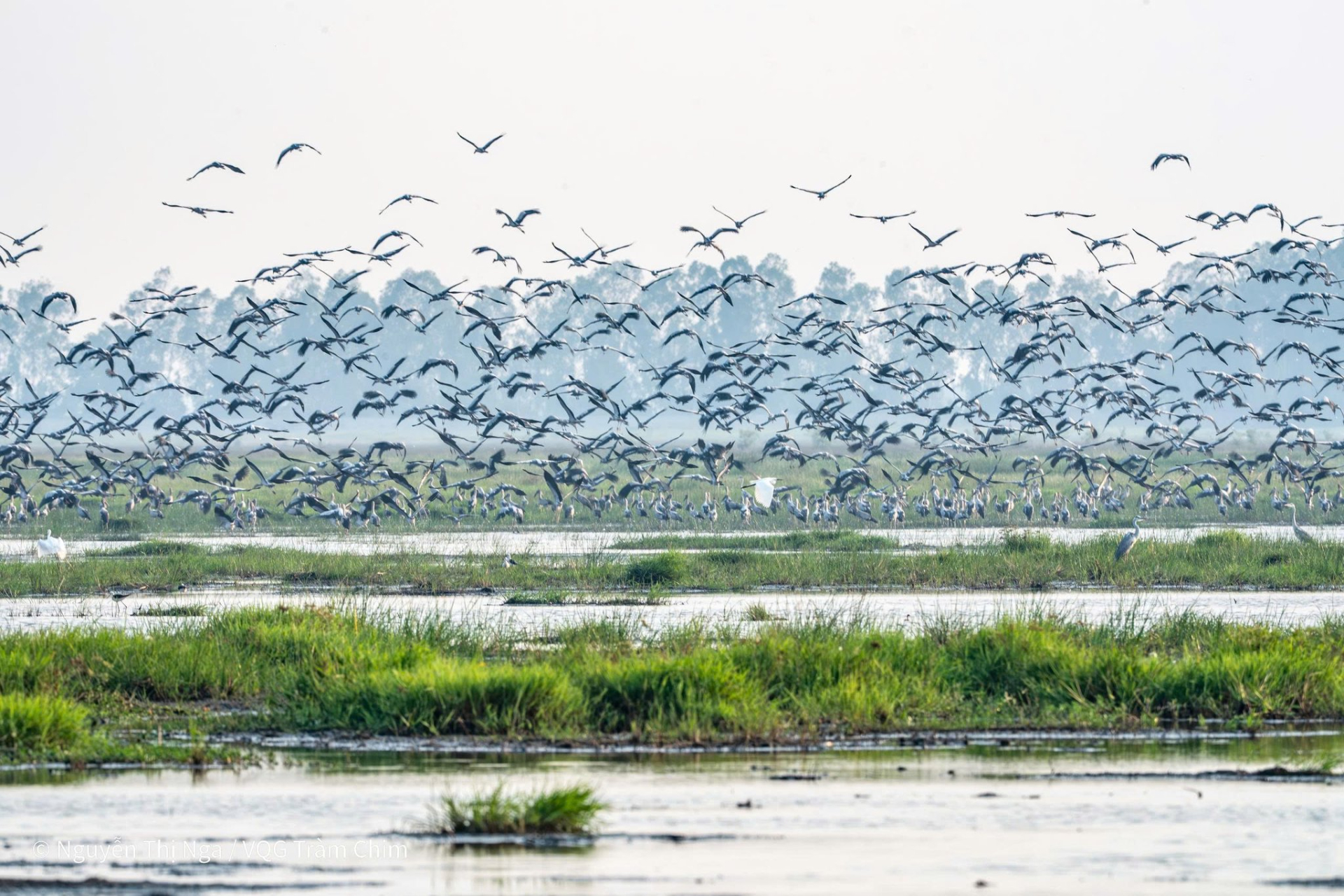 Hiện tượng lạ: H&agrave;ng ng&agrave;n chim hoang d&atilde; &ugrave;n &ugrave;n k&eacute;o về, che k&iacute;n bầu trời Vườn Quốc gia sau 20 năm - Ảnh 2.
