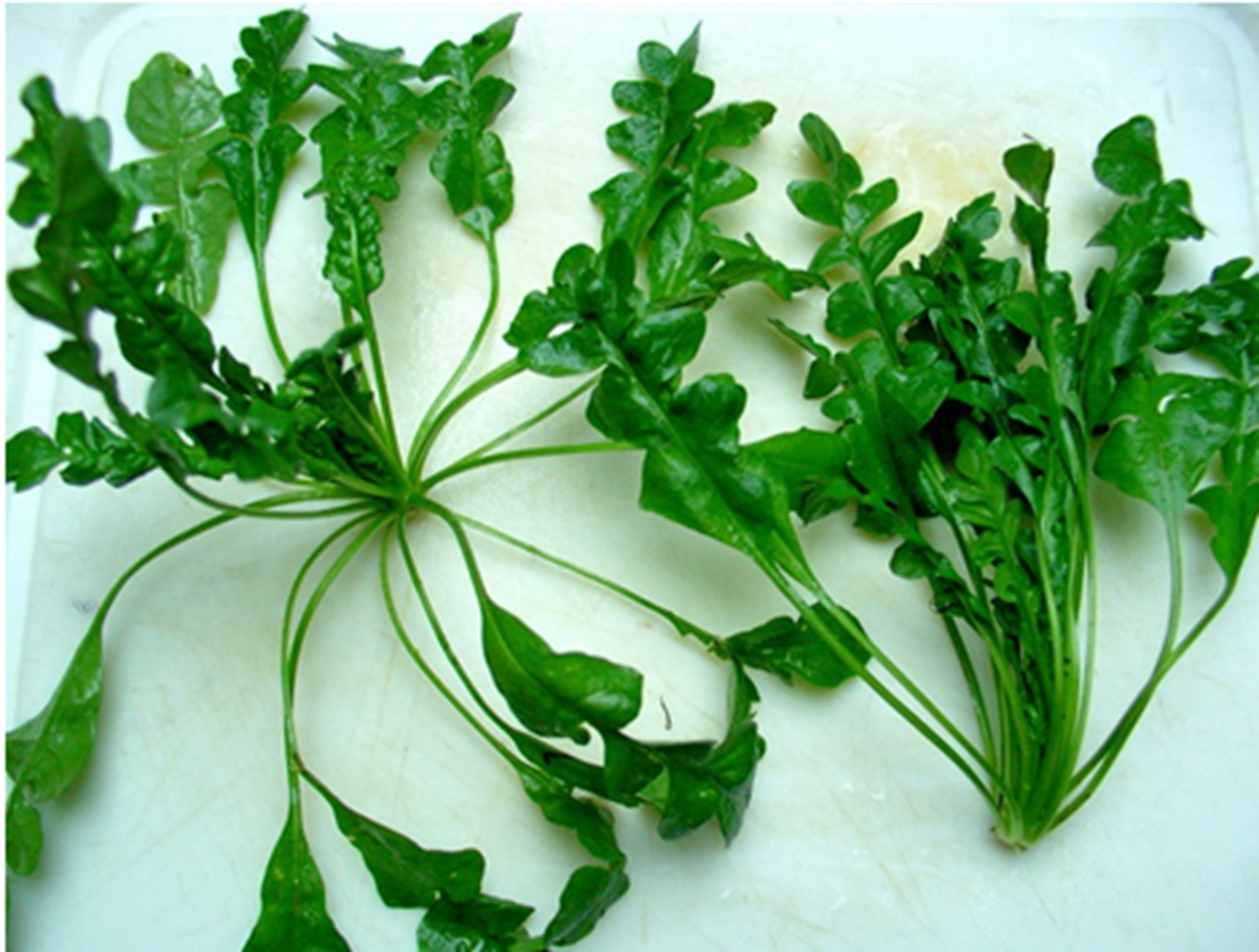 Ăn 1 mớ rau n&agrave;y tốt ngang thịt b&ograve;, mọc đầy bờ r&agrave;o ai kh&ocirc;ng biết hơi ph&iacute;- Ảnh 1.