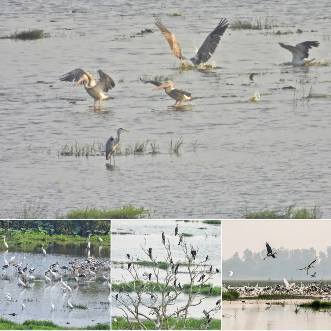 Hiện tượng lạ: H&agrave;ng ng&agrave;n chim hoang d&atilde; &ugrave;n &ugrave;n k&eacute;o về, che k&iacute;n bầu trời Vườn Quốc gia sau 20 năm - Ảnh 5.