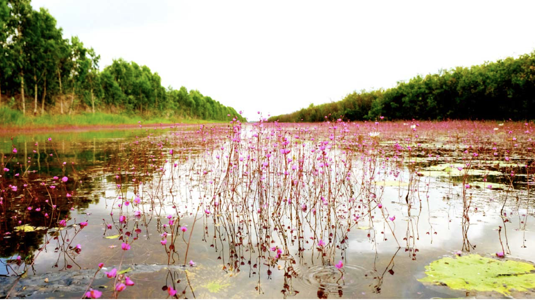 Hiện tượng lạ: H&agrave;ng ng&agrave;n chim hoang d&atilde; &ugrave;n &ugrave;n k&eacute;o về, che k&iacute;n bầu trời Vườn Quốc gia sau 20 năm - Ảnh 7.
