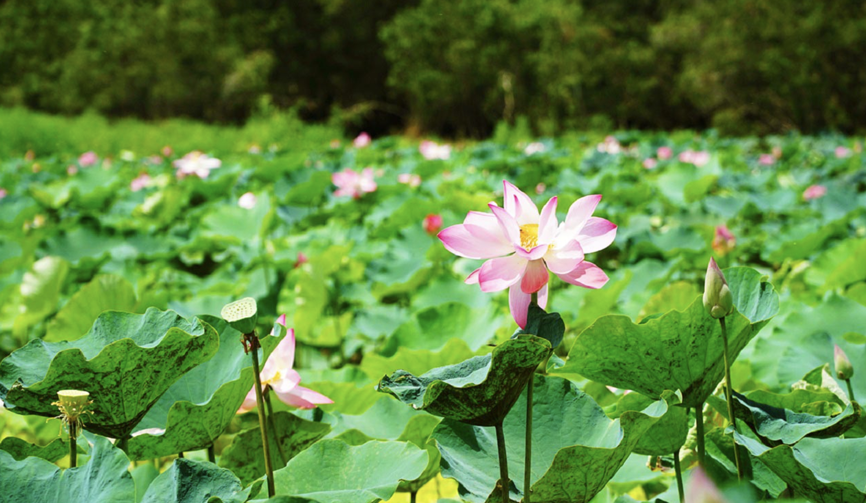 Hiện tượng lạ: H&agrave;ng ng&agrave;n chim hoang d&atilde; &ugrave;n &ugrave;n k&eacute;o về, che k&iacute;n bầu trời Vườn Quốc gia sau 20 năm - Ảnh 8.