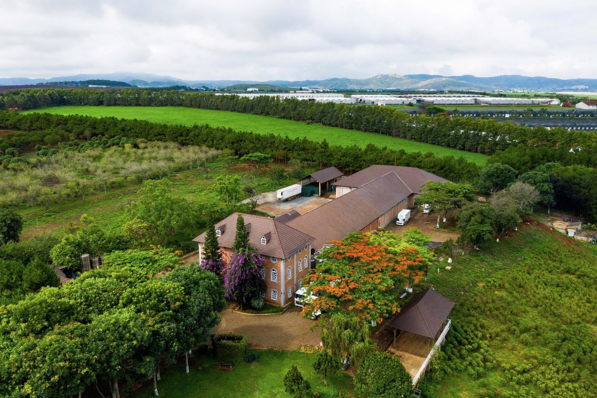 Dalatmilk ra mắt &ldquo;Sữa Tươi Thanh Tr&ugrave;ng Hương Chuối&rdquo; - kết hợp hoàn toàn từ sữa tươi cao nguy&ecirc;n v&agrave; hương chuối tự nhi&ecirc;n - Ảnh 1.