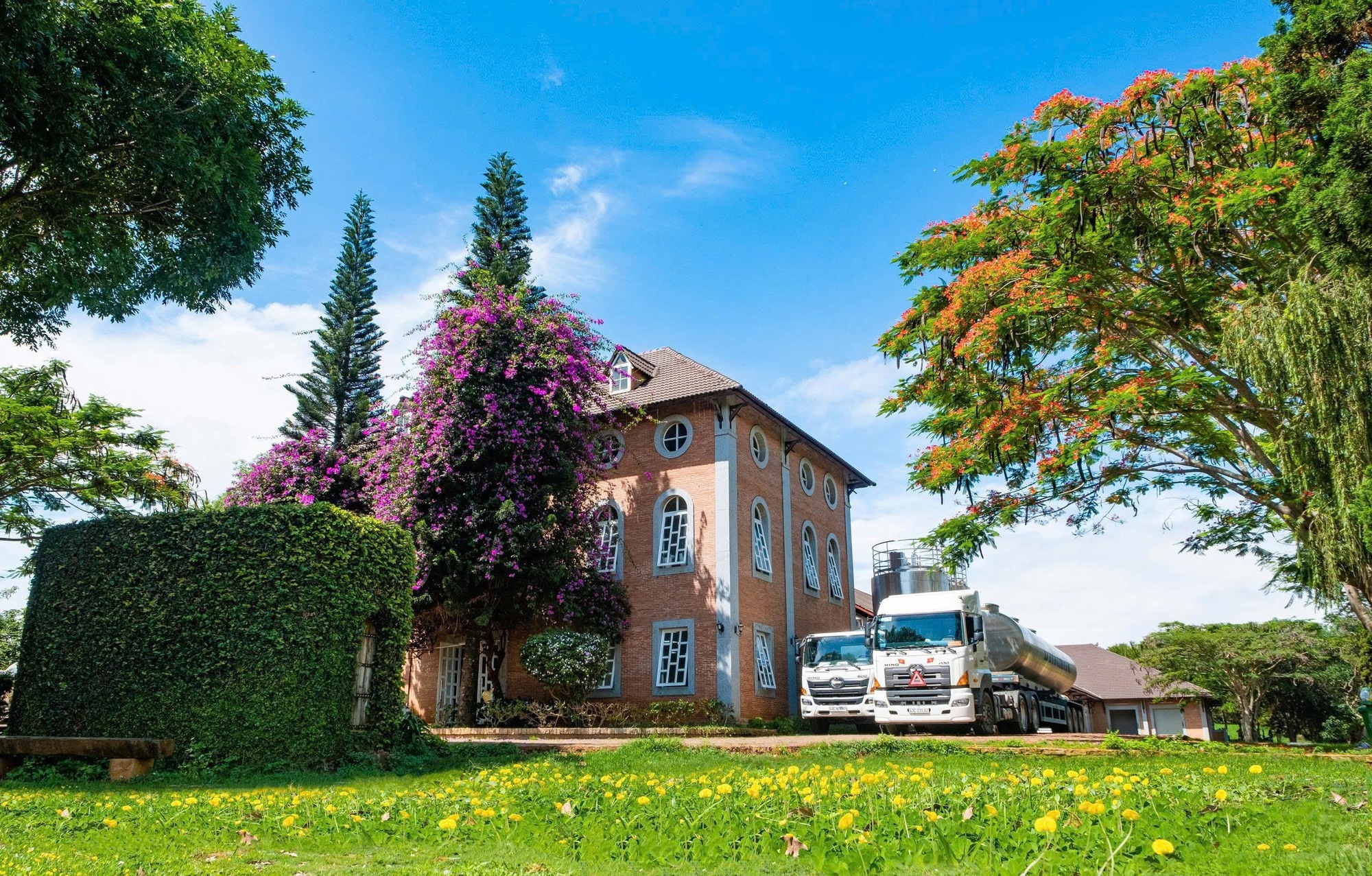 Dalatmilk ra mắt &ldquo;Sữa Tươi Thanh Tr&ugrave;ng Hương Chuối&rdquo; - kết hợp hoàn toàn từ sữa tươi cao nguy&ecirc;n v&agrave; hương chuối tự nhi&ecirc;n - Ảnh 2.