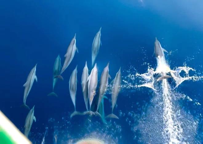 Cảnh tượng vừa xảy ra tr&ecirc;n biển Kh&aacute;nh H&ograve;a khiến nhiều người thốt l&ecirc;n: Thật hiếm c&oacute;! - Ảnh 2.