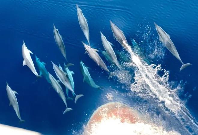 Cảnh tượng vừa xảy ra tr&ecirc;n biển Kh&aacute;nh H&ograve;a khiến nhiều người thốt l&ecirc;n: Thật hiếm c&oacute;! - Ảnh 4.