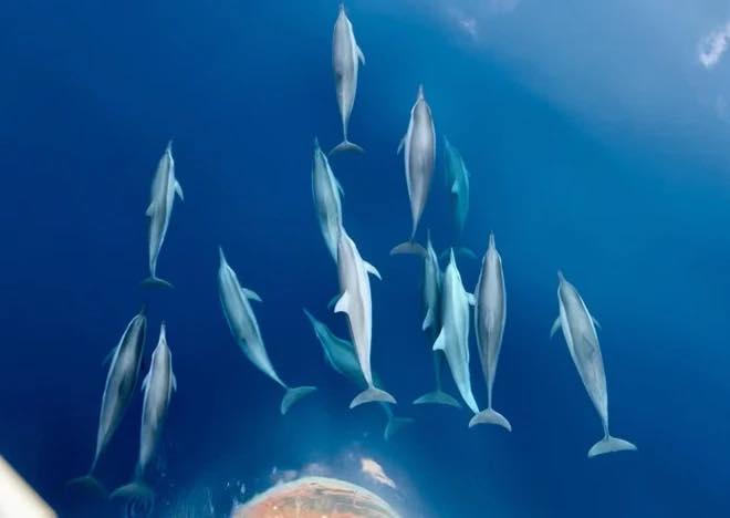 Cảnh tượng vừa xảy ra tr&ecirc;n biển Kh&aacute;nh H&ograve;a khiến nhiều người thốt l&ecirc;n: Thật hiếm c&oacute;! - Ảnh 3.