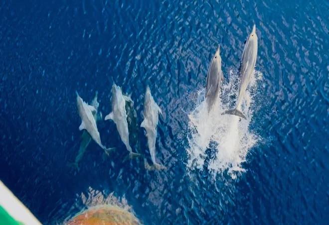 Cảnh tượng vừa xảy ra tr&ecirc;n biển Kh&aacute;nh H&ograve;a khiến nhiều người thốt l&ecirc;n: Thật hiếm c&oacute;! - Ảnh 1.