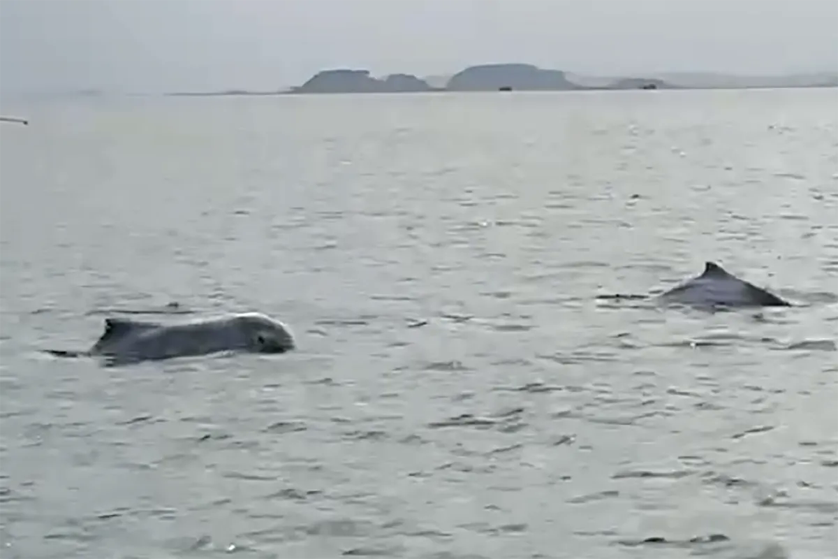 Cảnh tượng vừa xảy ra tr&ecirc;n biển Kh&aacute;nh H&ograve;a khiến nhiều người thốt l&ecirc;n: Thật hiếm c&oacute;! - Ảnh 5.