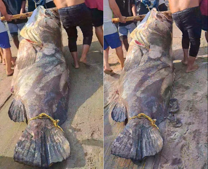 Ngư d&acirc;n bắt được con c&aacute; m&uacute; khổng lồ nặng 290kg tr&ecirc;n biển - Ảnh 1.