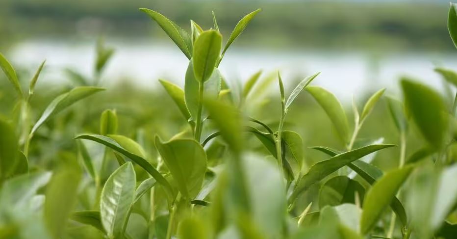 Kiểu uống cà phê và trà xanh có thể gây hại cho gan: Nhiều người đang làm mỗi ngày- Ảnh 2. Kiểu uống cà phê và trà xanh có thể gây hại cho gan: Nhiều người đang làm mỗi ngày- Ảnh 2.