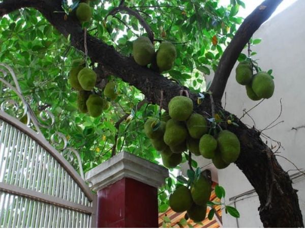 5 loại c&acirc;y kh&ocirc;ng n&ecirc;n trồng trước cửa nh&agrave;, vừa ảnh hưởng phong thủy lại c&oacute; thể g&acirc;y hại cho gia chủ- Ảnh 5.