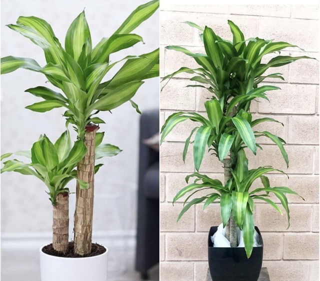 5 loại c&acirc;y kh&ocirc;ng n&ecirc;n trồng trước cửa nh&agrave;, vừa ảnh hưởng phong thủy lại c&oacute; thể g&acirc;y hại cho gia chủ- Ảnh 8.