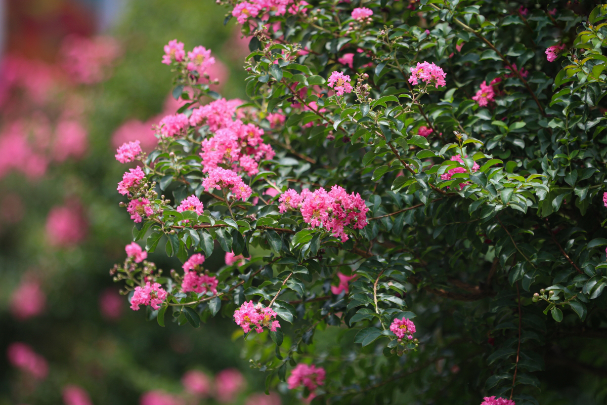 4 loại c&acirc;y vừa &ldquo;trấn trạch&rdquo;, vừa l&agrave;m thuốc, n&ecirc;n trồng trong nh&agrave; ngay - Ảnh 4.